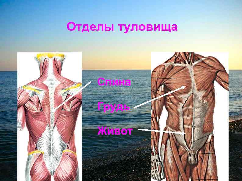 Отделы туловища Спина Грудь Живот 