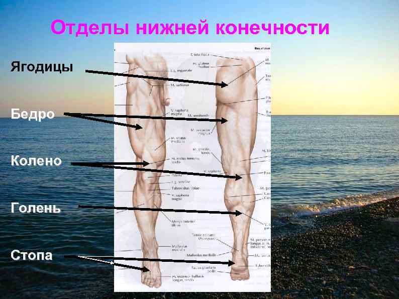Отделы нижней конечности Ягодицы Бедро Колено Голень Стопа 
