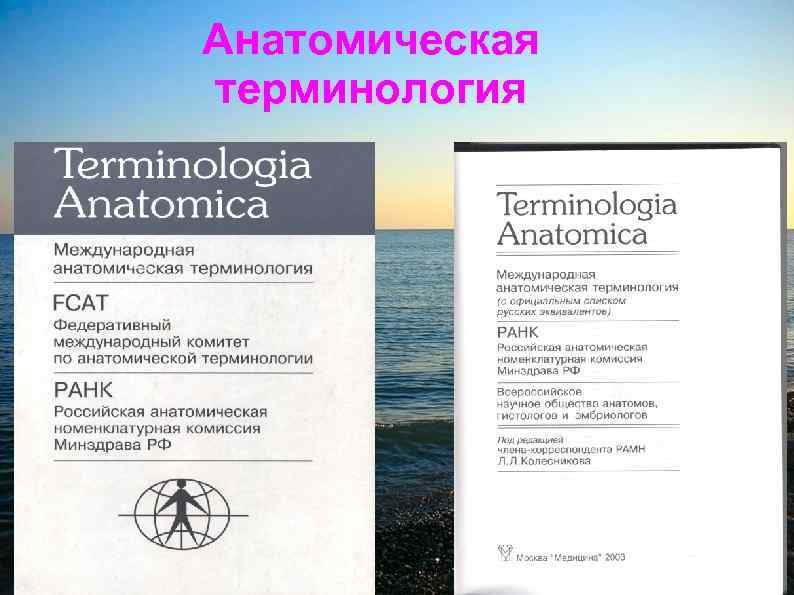 Анатомическая терминология 