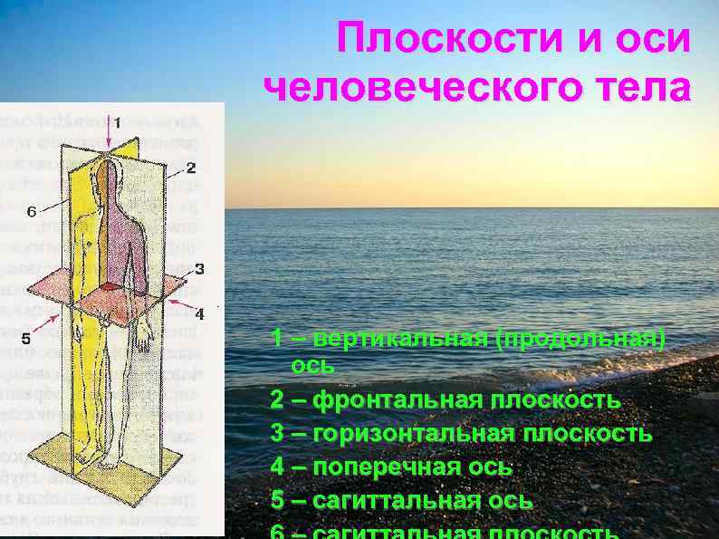 Плоскости и оси человеческого тела 1 – вертикальная (продольная) ось 2 – фронтальная плоскость