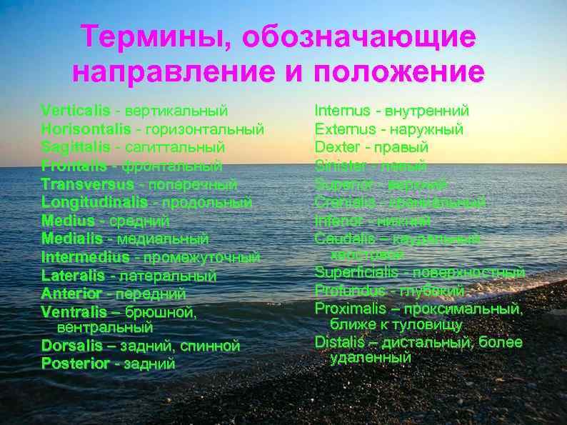 Термины, обозначающие направление и положение Verticalis - вертикальный Horisontalis - горизонтальный Sagittalis - сагиттальный