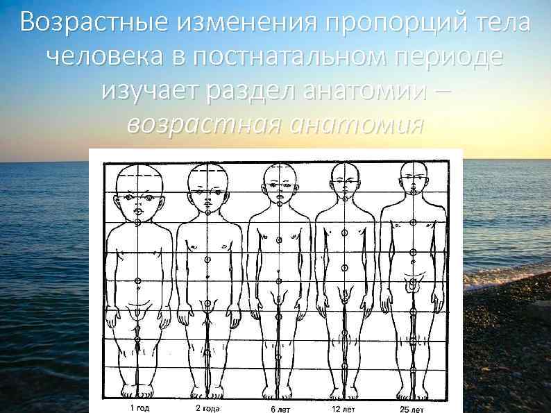 Возрастные изменения пропорций тела человека в постнатальном периоде изучает раздел анатомии – возрастная анатомия