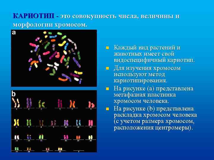 КАРИОТИП - это совокупность числа, величины и морфологии хромосом. n n Каждый вид растений