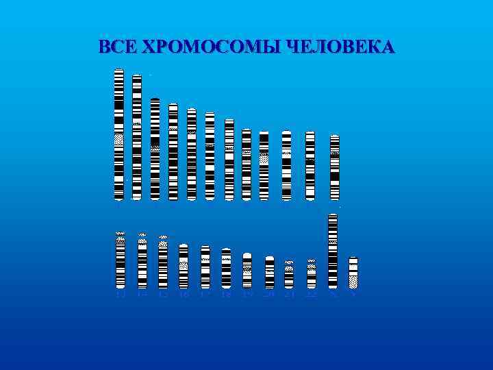 ВСЕ ХРОМОСОМЫ ЧЕЛОВЕКА 