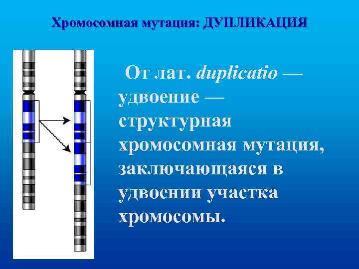 Хромосомная мутация: ДУПЛИКАЦИЯ От лат. duplicatio — удвоение — структурная хромосомная мутация, заключающаяся в