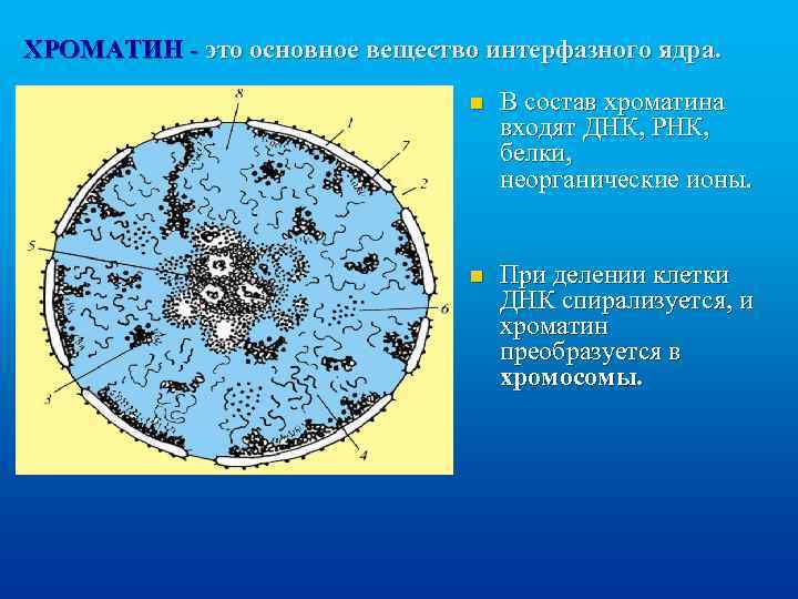 Содержит хроматин