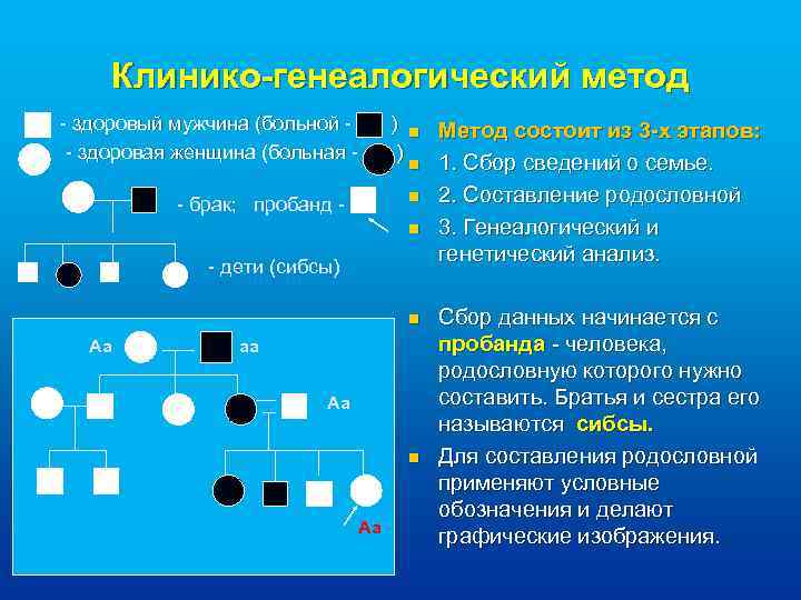Клинико-генеалогический метод - здоровый мужчина (больной - ) n Метод состоит из 3 -х