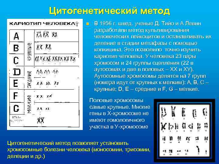Цитогенетический метод n В 1956 г. швед. ученые Д. Тийо и А Левин разработали