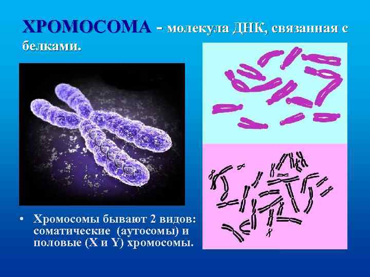 ХРОМОСОМА - молекула ДНК, связанная с белками. • Хромосомы бывают 2 видов: соматические (аутосомы)