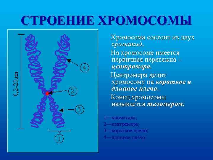 СТРОЕНИЕ ХРОМОСОМЫ Хромосома состоит из двух хроматид. На хромосоме имеется первичная перетяжка – центромера.