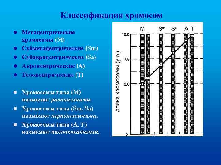 Классификация хромосом l l l Метацентрические хромосомы (М) Субметацентрические (Sm) Субакроцентрические (Sа) Акроцентрические (А)