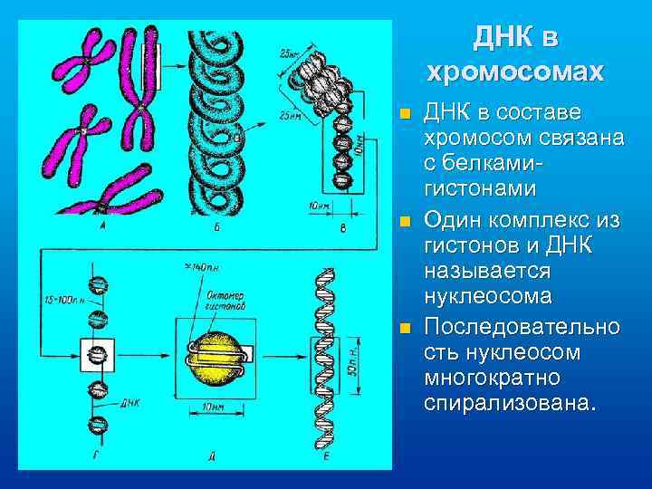 ДНК в хромосомах n n n ДНК в составе хромосом связана с белкамигистонами Один