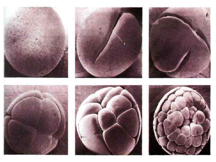 Схема развития зародыша