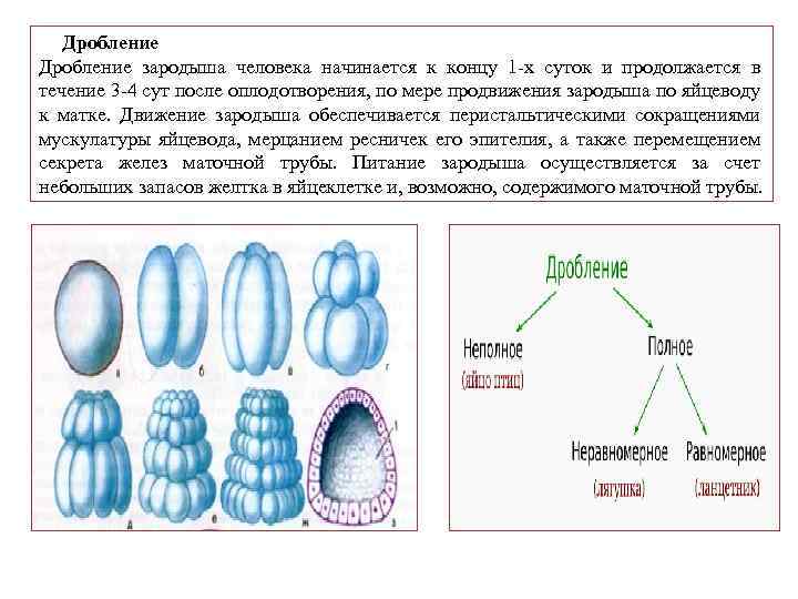 Дробление зародыша человека начинается к концу 1 -х суток и продолжается в течение 3