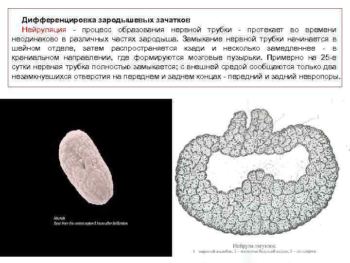 Рассмотрите рисунок 193 на с 240 укажите особенности развития зародыша млекопитающих