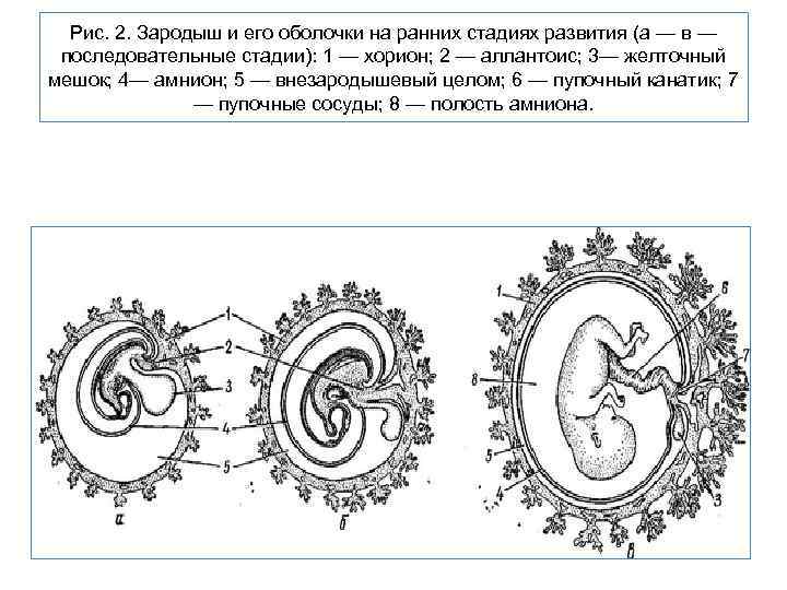 Рис. 2. Зародыш и его оболочки на ранних стадиях развития (а — в —