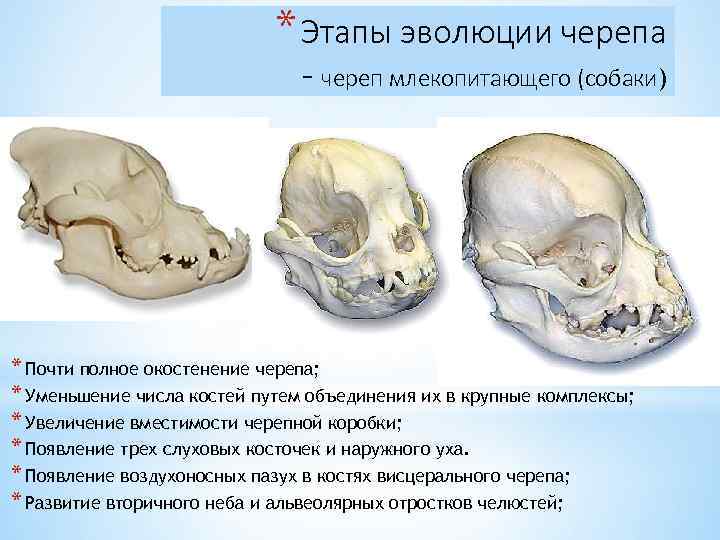 * Этапы эволюции черепа - череп млекопитающего (собаки) * Почти полное окостенение черепа; *