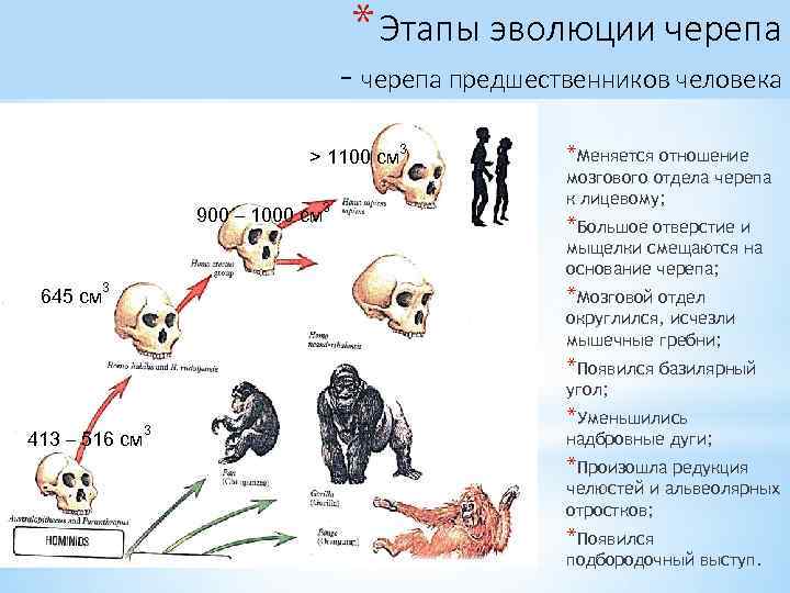 * Этапы эволюции черепа - черепа предшественников человека > 1100 см 900 – 1000