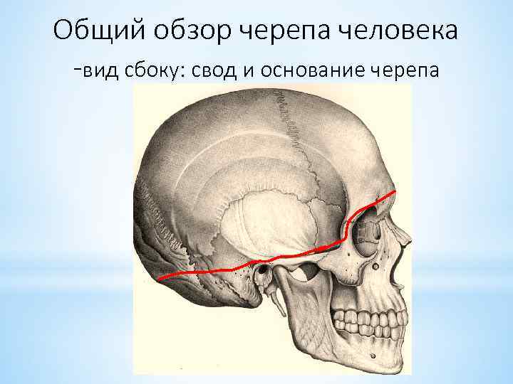 Общий обзор черепа человека -вид сбоку: свод и основание черепа 