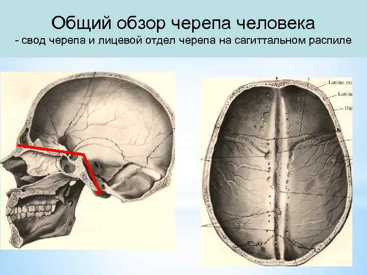 Общий обзор черепа человека - свод черепа и лицевой отдел черепа на сагиттальном распиле