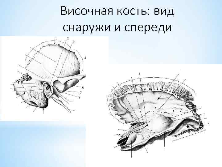 Височная кость: вид снаружи и спереди 