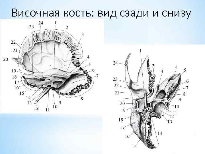 Височная кость: вид сзади и снизу 