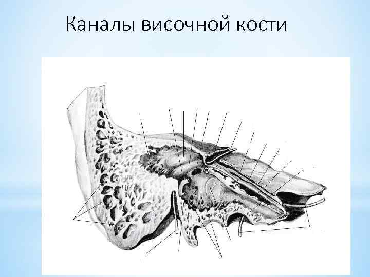 Каналы височной кости 