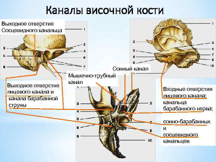 Каналы височной кости Выходное отверстие Сосцевидного канальца Выходное отверстие лицевого канала и канала барабанной