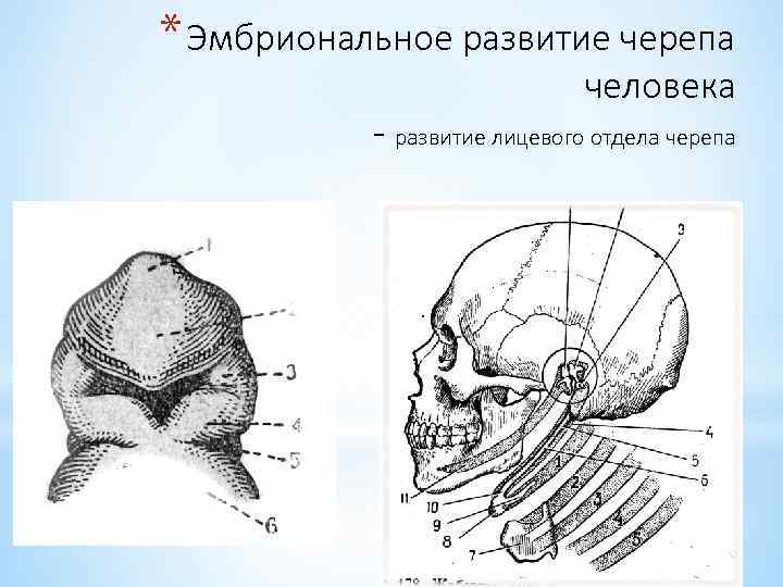 * Эмбриональное развитие черепа человека - развитие лицевого отдела черепа 