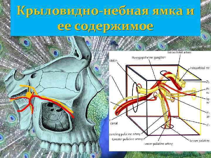 Крыловидно-небная ямка и ее содержимое 