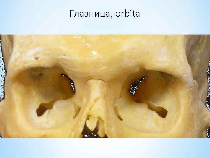 Глазница, orbita 