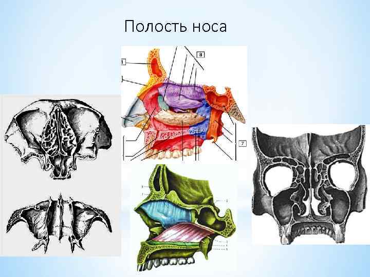 Полость носа 