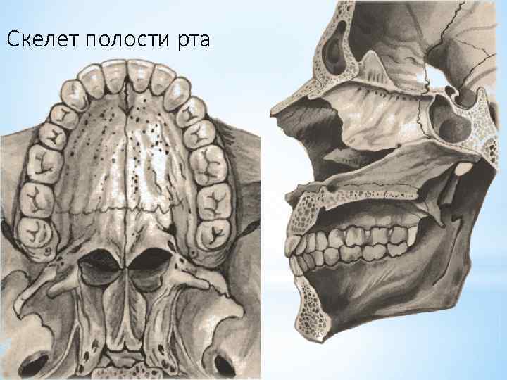 Скелет полости рта 