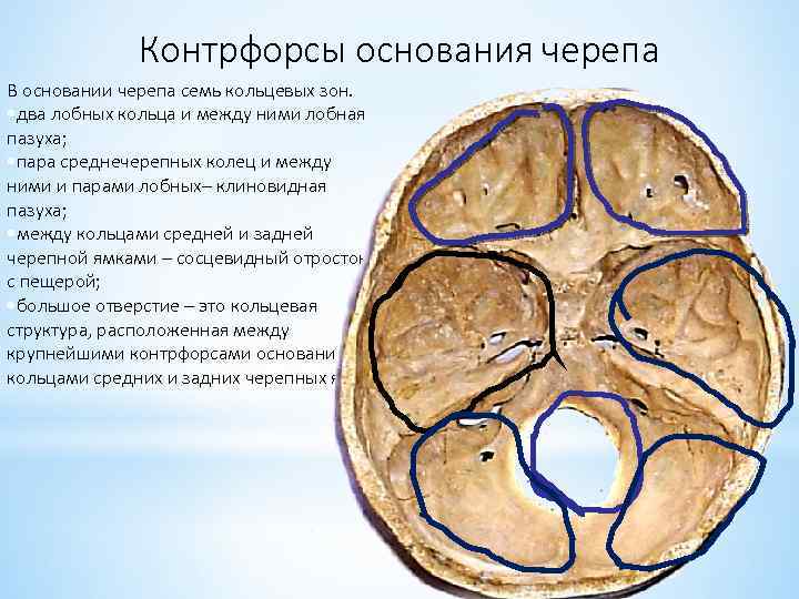Контрфорсы основания черепа В основании черепа семь кольцевых зон. • два лобных кольца и