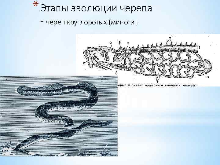 * Этапы эволюции черепа - череп круглоротых (миноги) * Наличие мозгового и * Висцерального