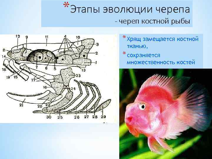 *Этапы эволюции черепа - череп костной рыбы * Хрящ замещается костной тканью, * сохраняется