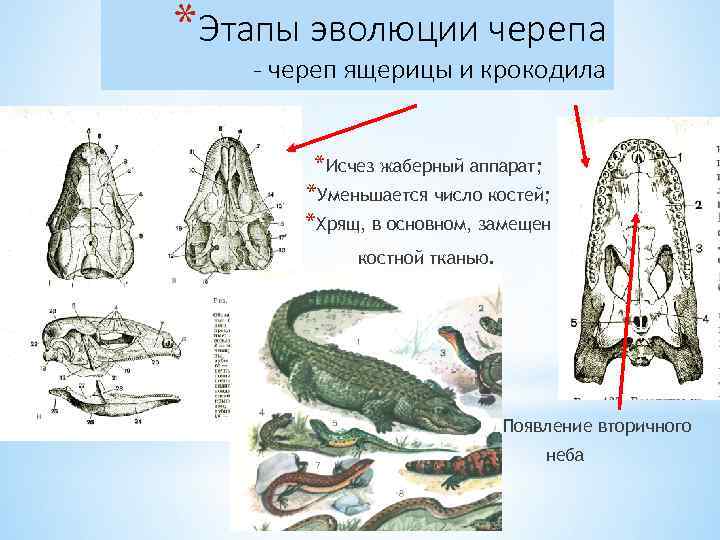 *Этапы эволюции черепа - череп ящерицы и крокодила *Исчез жаберный аппарат; *Уменьшается число костей;