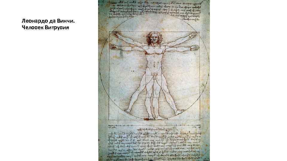 Леонардо да Винчи. Человек Витрувия 