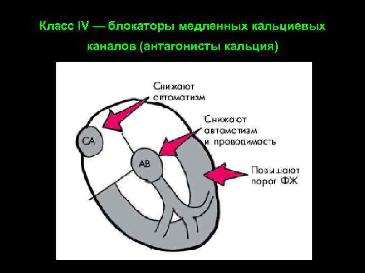 Класс IV — блокаторы медленных кальциевых каналов (антагонисты кальция) 