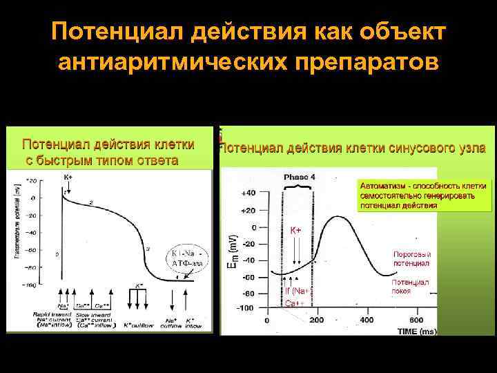 Потенциал действия как объект антиаритмических препаратов 