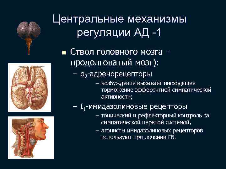 Центральные механизмы регуляции АД -1 n Ствол головного мозга - продолговатый мозг): – α