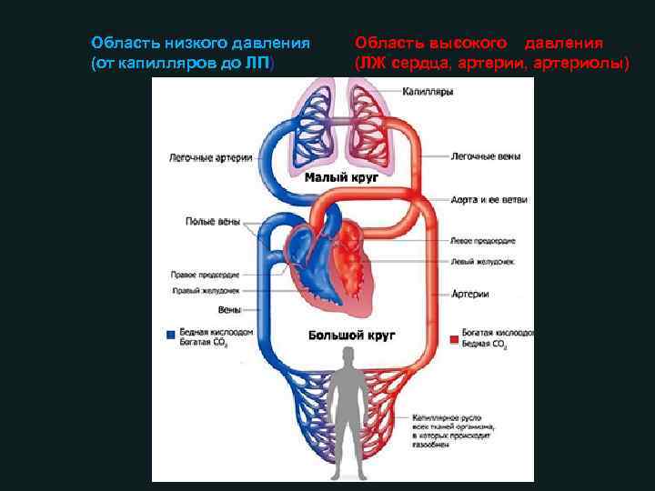 Область низкого давления (от капилляров до ЛП) Область высокого давления (ЛЖ сердца, артерии, артериолы)