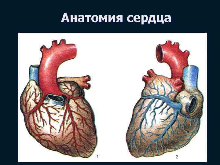 Анатомия сердца 