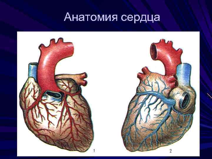 Анатомия сердца 
