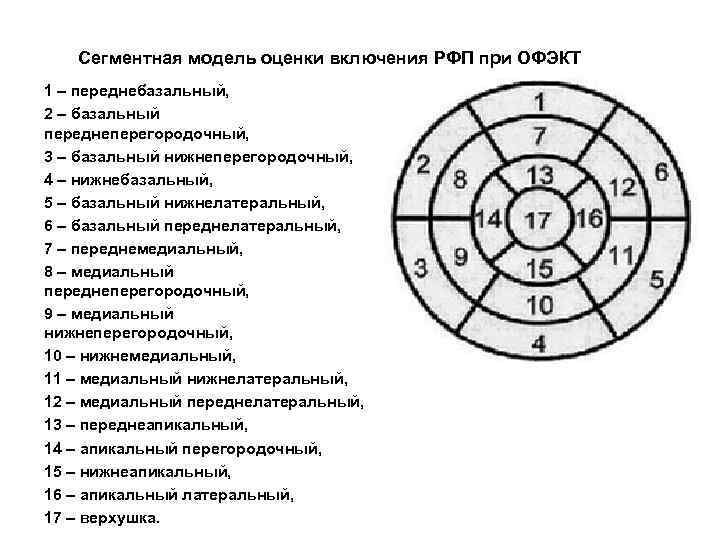 Сегментная модель оценки включения РФП при ОФЭКТ 1 – переднебазальный, 2 – базальный переднеперегородочный,