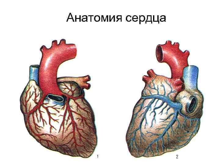 Анатомия сердца 