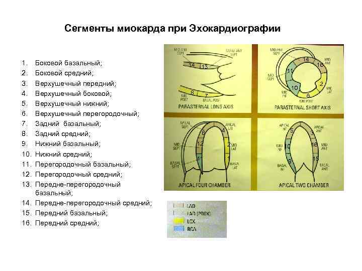 Сегменты миокарда при Эхокардиографии 1. 2. 3. 4. 5. 6. 7. 8. 9. 10.