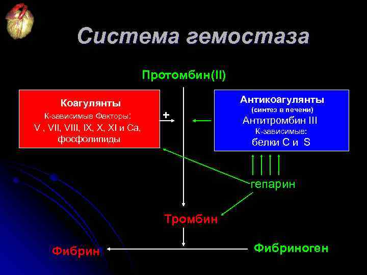 Система гемостаза Протомбин (II) Коагулянты К-зависимые Факторы: V , VIII, IX, X, XI и