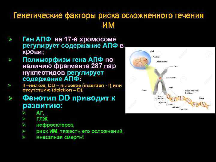 Генетические факторы риска осложненного течения ИМ Ø Ø Ген АПФ на 17 -й хромосоме