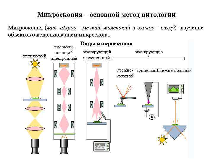 Микроскопия – основной метод цитологии Микроскопия (лат. μΙκροσ - мелкий, маленький и σκοποσ -